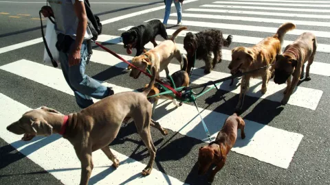 Paseador de perros atravesando una avenida