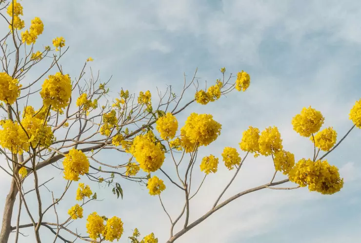 ¿Febrero loco? Este es el pronóstico del clima en Jalisco hoy domingo 2 de febrero de 2025