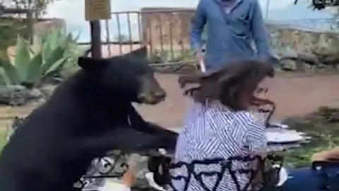 Oso atacó a mujer en restaurante de hotel de San Pedro, Nuevo León| VIDEO