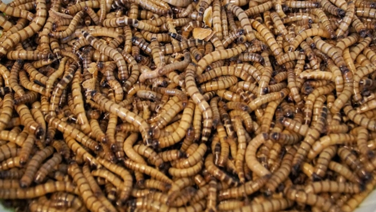 gusano barrenador costa rica primera muerte larvas mosca