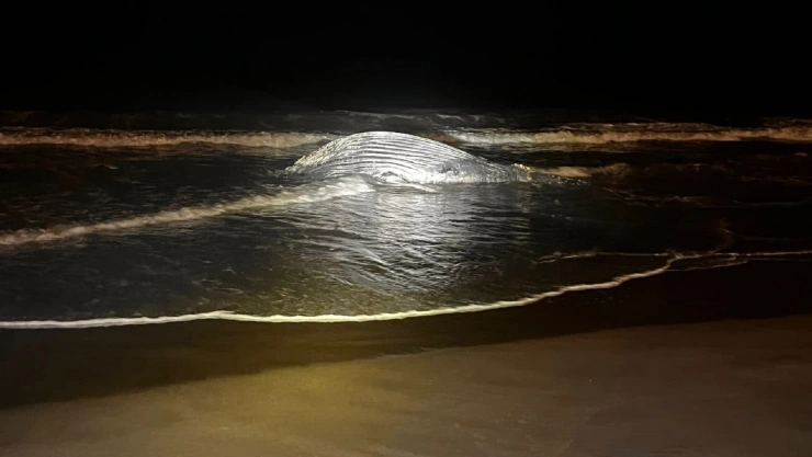 Ballena muerta en playa de Mazatlán 2025 