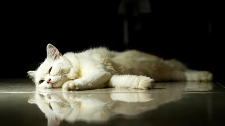 Gatito desganado