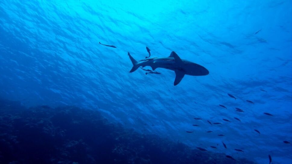 Tiburones, especies, peligro de extinción b.jpg