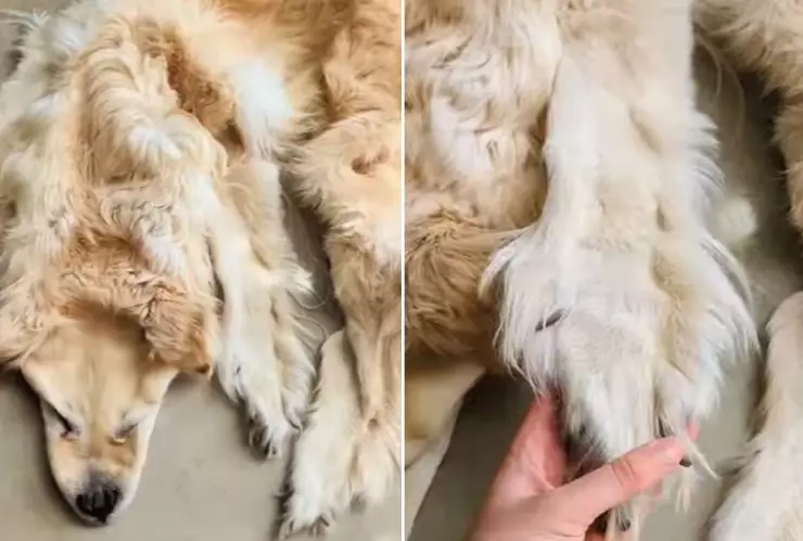 familia hace tapete que con el cuerpo de su perrito fallecido .jpg