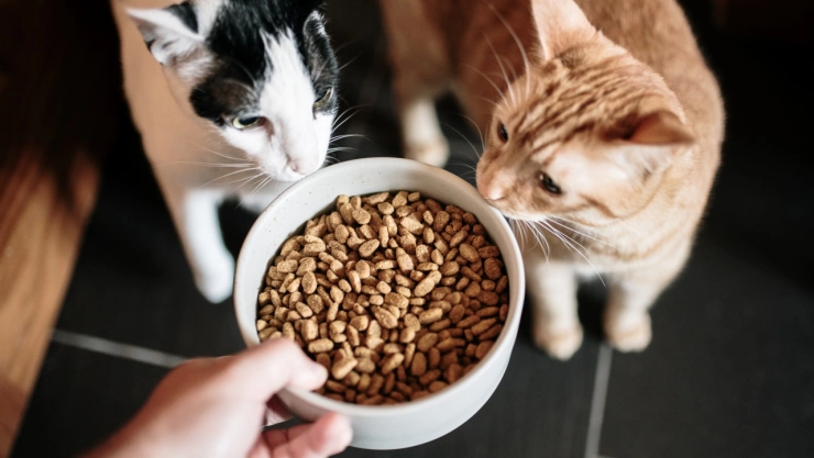 Día del gato: 5 marcas de croquetas que no son lo que crees y la mejor de todas, según Profeco