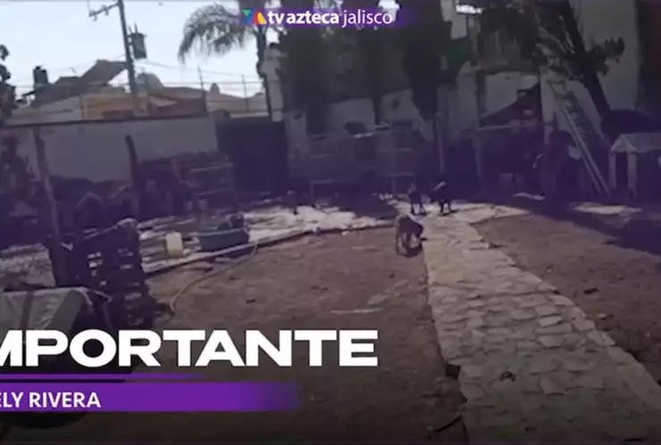 Su cuidadora falleció y ahora no tienen dónde vivir; 45 perritos esperan a ser adoptados