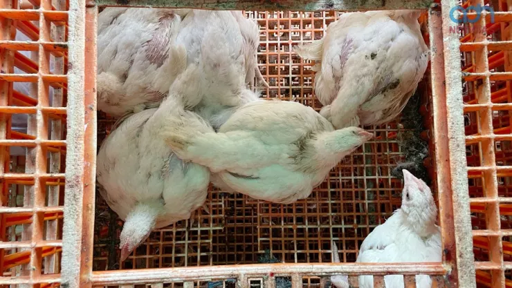 Nuevos sintomas de la gripe aviar