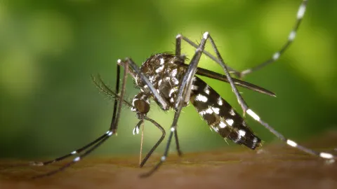 Ahuyenta a los mosquitos rápido con estos remedios caseros naturales