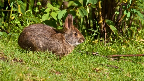 Explora al conejo de Omiltemi: una criatura única en peligro de extinción
