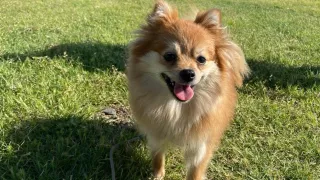 Pomerian perrito en jardin