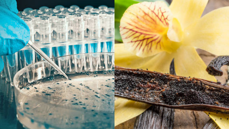 bacterias y vainilla.png