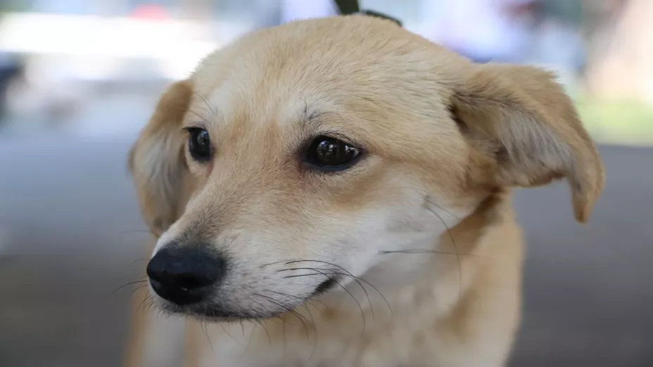 Primer Festival “Patitas que Nutren” _SEDEMA.jpeg