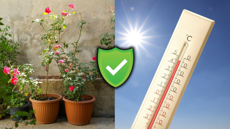 /estilo-de-vida/plantas-danarse-calor-septiembre-protegerlas