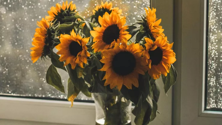 Por qué no debes regalar flores amarillas el 21 de marzo