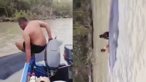 Confundida con un tronco: así rescataron a ballena varada en un río