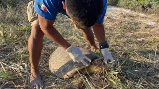 Hallan ejemplar de Caguama muerta en playa de Mahahual 1.jpg