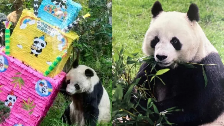 Muere Shuan Shuan panda más longeva de México, vivía en el Zoológico de Chapultepec y tenía 35 años de vida.