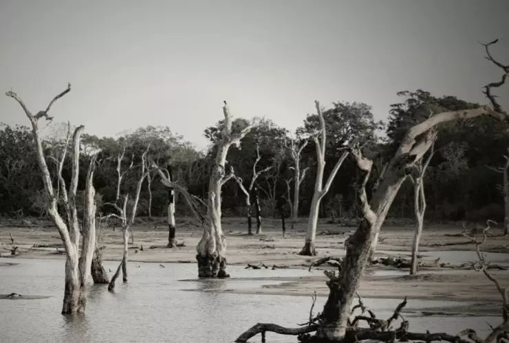VIDEO: Así fue el rescate de un gato atrapado en las inundaciones de Perú