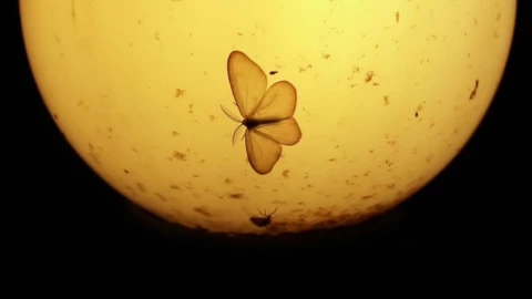 Un nuevo estudio revela que los insectos no se sienten atraídos por la luz
