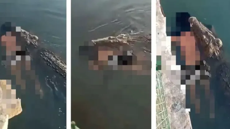 Cocodrilo pasea cadáver en una laguna en Tampico..jpg