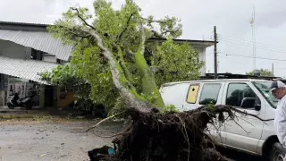 Viento fuerte tira enorme árbol de mango; cae sobre viviendas en Minatitlán