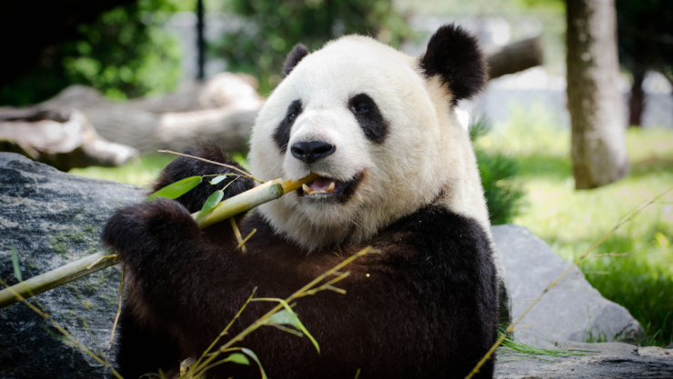 Los pandas son animales