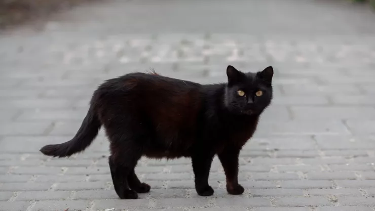¿Qué significa soñar con gatos negros El misterio detrás de su presencia en tus sueños.jpg