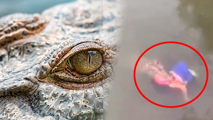 Cocodrilo ataca a mujer