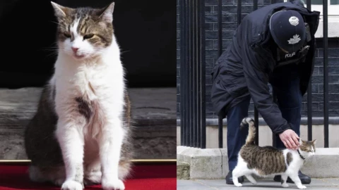 Gato Larry “cazarratones en jefe”