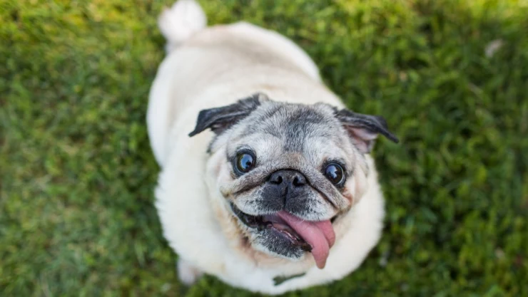 Mujer golpeó perro Puebla