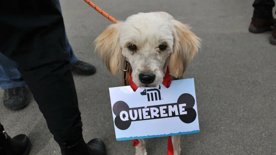 perro_ntx.jpg