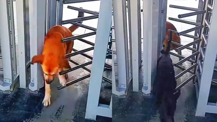 VIDEO: Captan a perritos evadieron torniquetes para entrar a estación del transporte público en Colombia