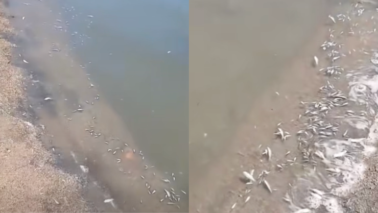 peces muertos presa carrizo.png