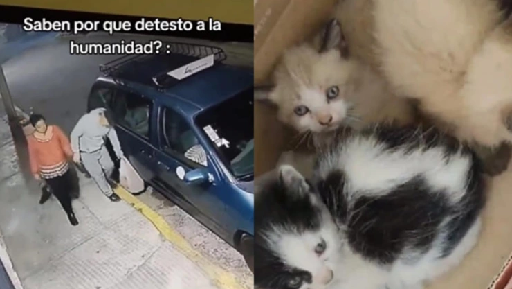 pareja gatitos edomex