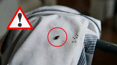 Las picaduras en menores levantaron sospechas de infestación en al menos dos planteles