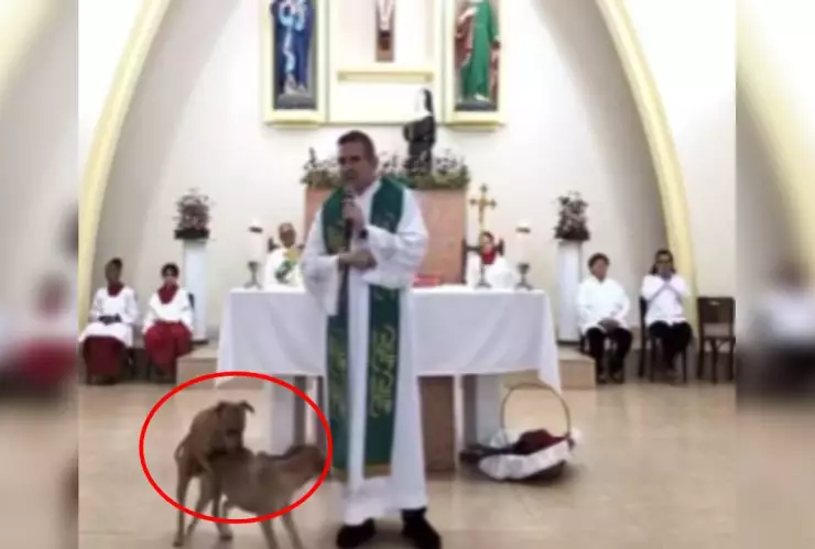 Sacerdote reacciona a perros en su misa
