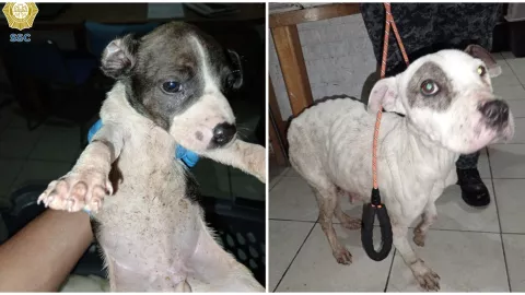 rescate de gatito paraliza avenida Chapultepec en CDMX