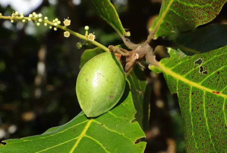 El alimento poco conocido con 100 veces más vitamina C que la naranja y buena para los ojos