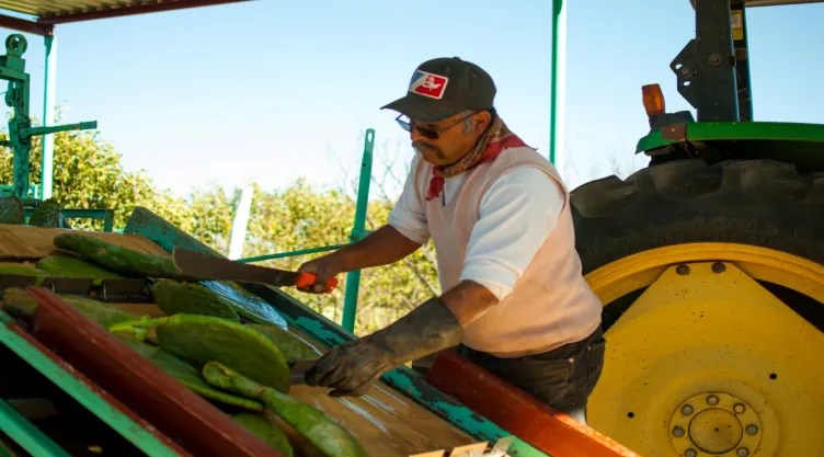 Nopales_DESSERTO.jpg