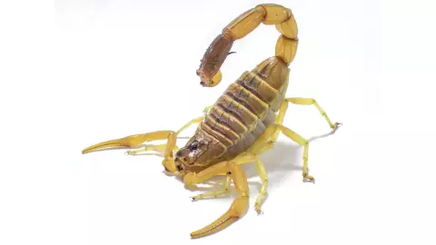 Alacranes más venenosos en México ¿Cuáles son sus características?