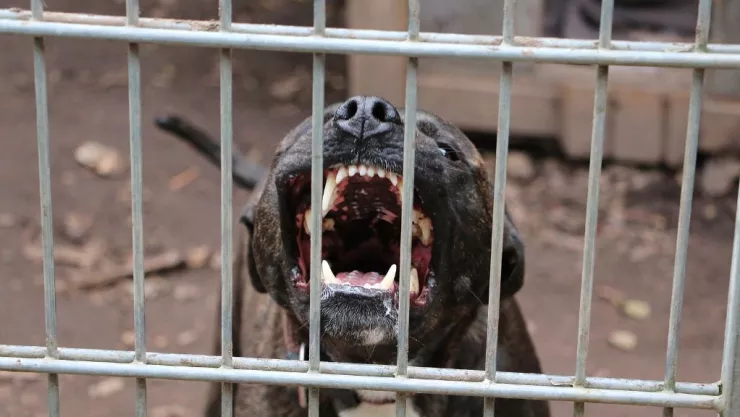 Perro pitbul mata a niño