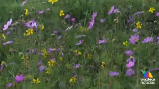 Su florecimiento se da solamente una vez al año