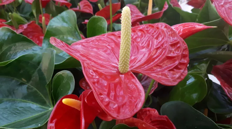 ¿Cómo hacer que tus anturios se llenen de flores con vinagre blanco?