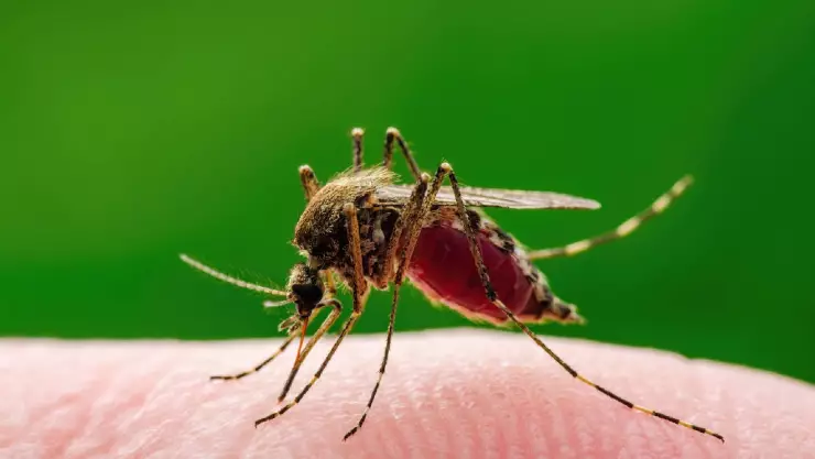 El virus West Nile puede ser transmitido por mosquitos infectados