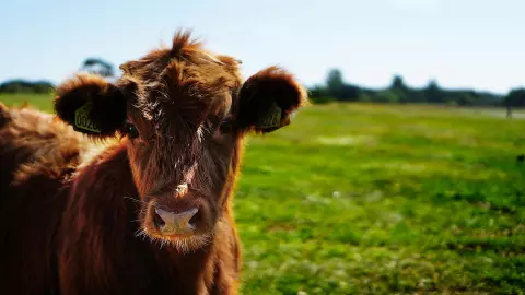 Precio del ganado hoy 22 de agosto de 2025; ¿cuánto cuesta en Guadalajara y otros lugares de Jalisco?