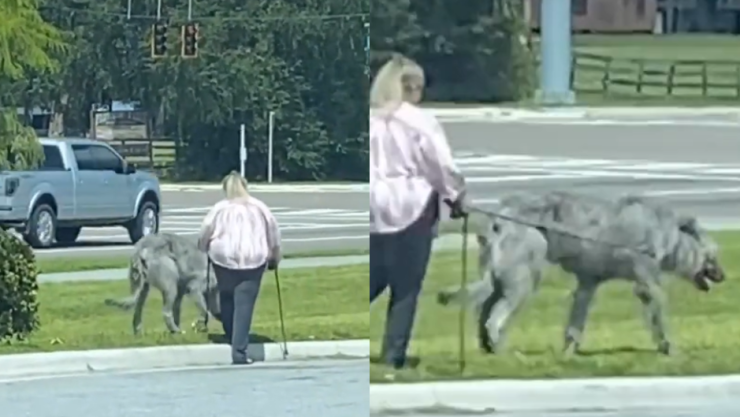Dueña pasea a su perro gigante y se vuelven virales