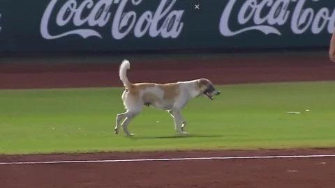 Partido de Leones de Yucatán se interrumpe por un perrito