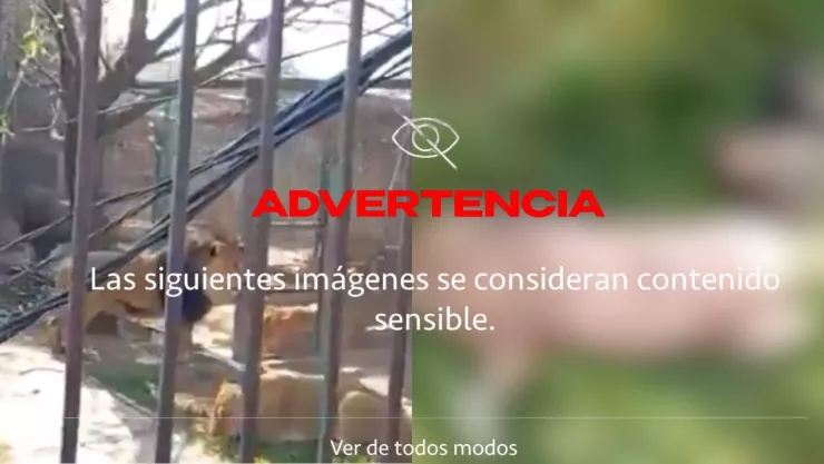 VIDEO | Hombre es atacado por leones tras abrir una jaula en un santuario en Ocoyoacac; un lomito murió devorado