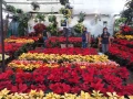 En estos mercados de flores puedes encontrar una gran variedad de nochebuenas a buen precio en la CDMX