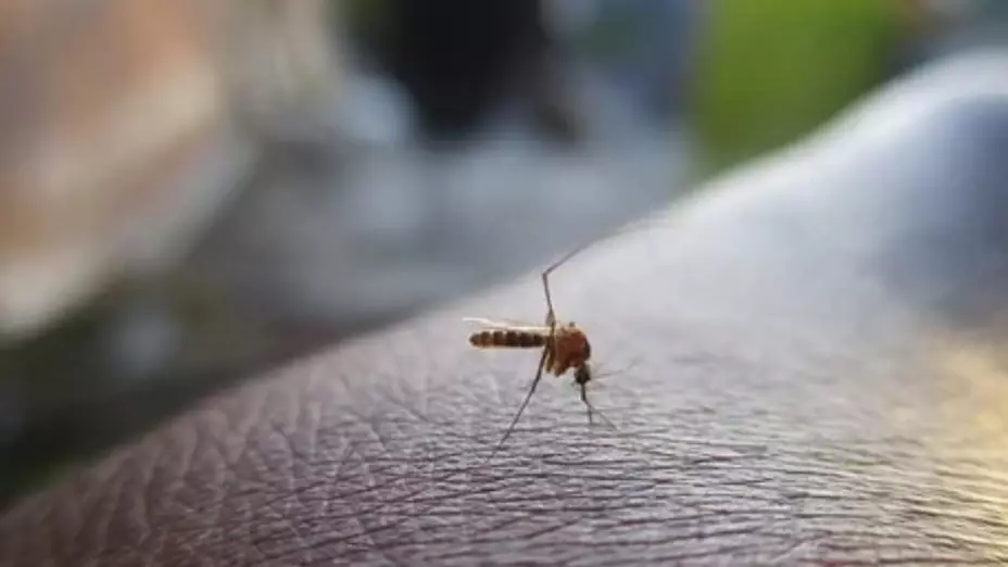 dengue muertes México 2022